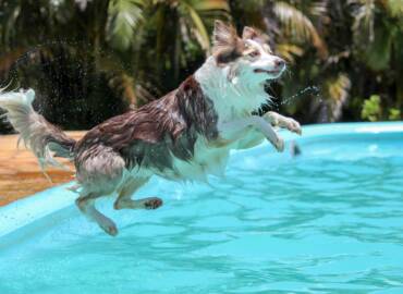 Eigen zwembad met een hond in het gezin: Wel of niet doen?